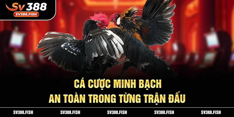 Cá cược minh bạch, an toàn trong từng trận đấu.