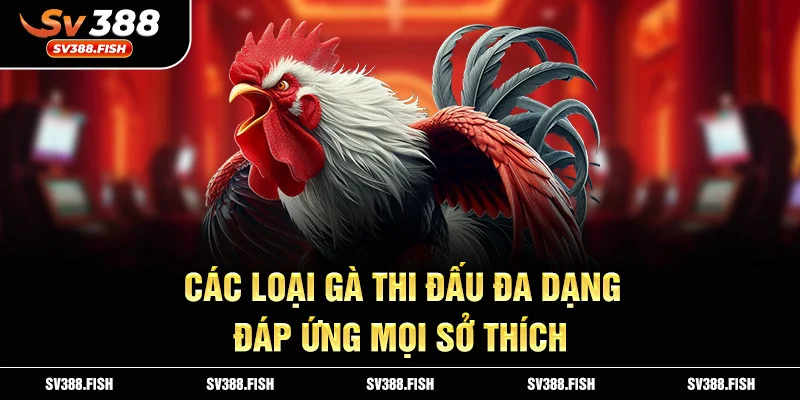 Các loại gà thi đấu đa dạng, đáp ứng mọi sở thích.