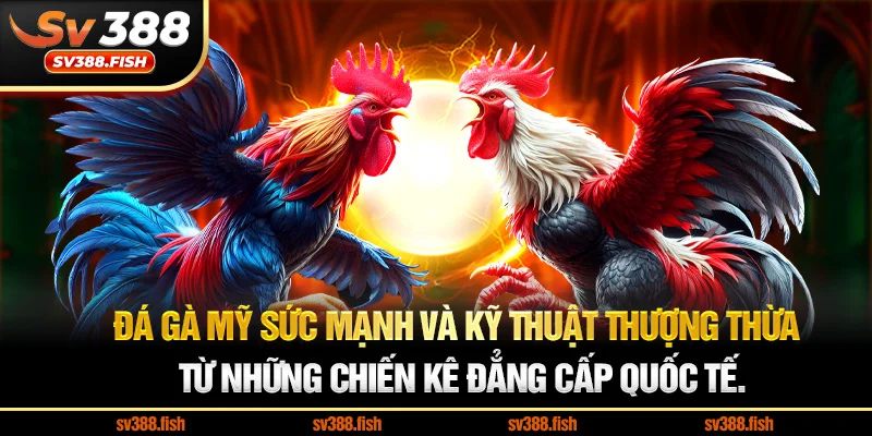 Đá gà Mỹ Sức mạnh và kỹ thuật thượng thừa từ những chiến kê đẳng cấp quốc tế