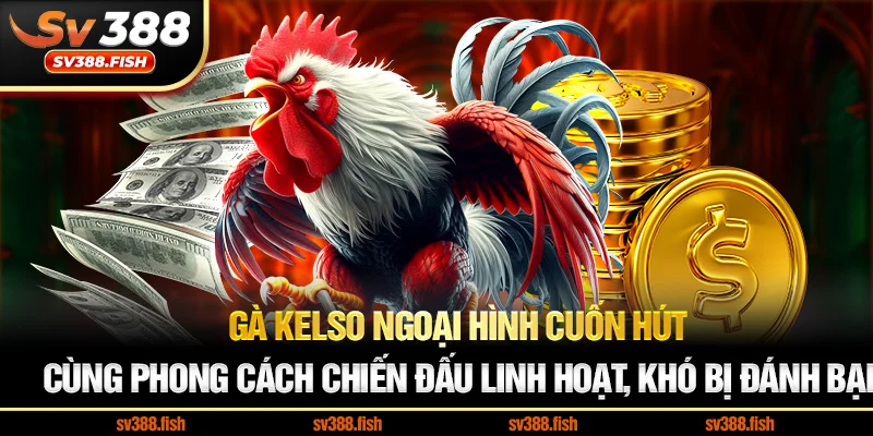 Gà Kelso Ngoại hình cuốn hút cùng phong cách chiến đấu linh hoạt, khó bị đánh bại