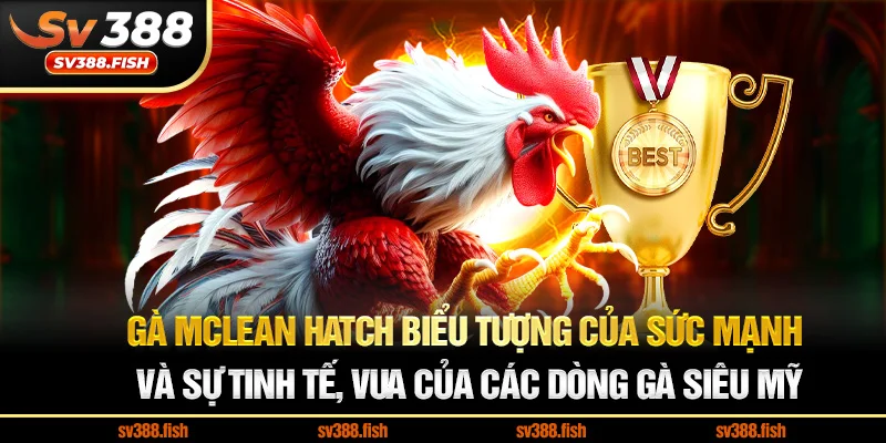 Gà McLean Hatch Biểu tượng của sức mạnh và sự tinh tế, vua của các dòng gà siêu Mỹ