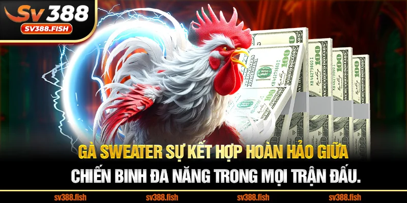 Gà Sweater Sự kết hợp hoàn hảo giữa sức mạnh và tốc độ, chiến binh đa năng trong mọi trận đấu